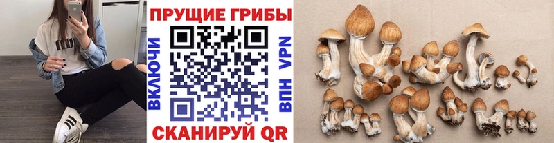 Псилоцибиновые грибы мицелий  Купить  Карталы 